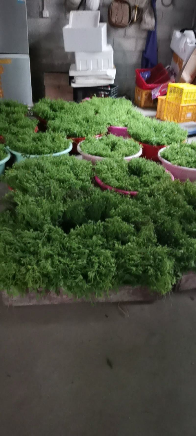 赤苍藤