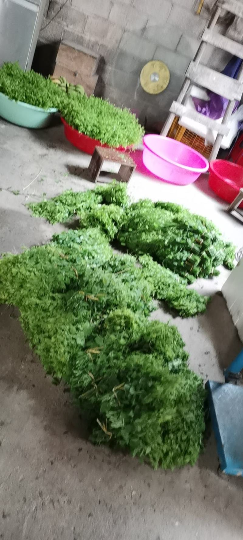 赤苍藤