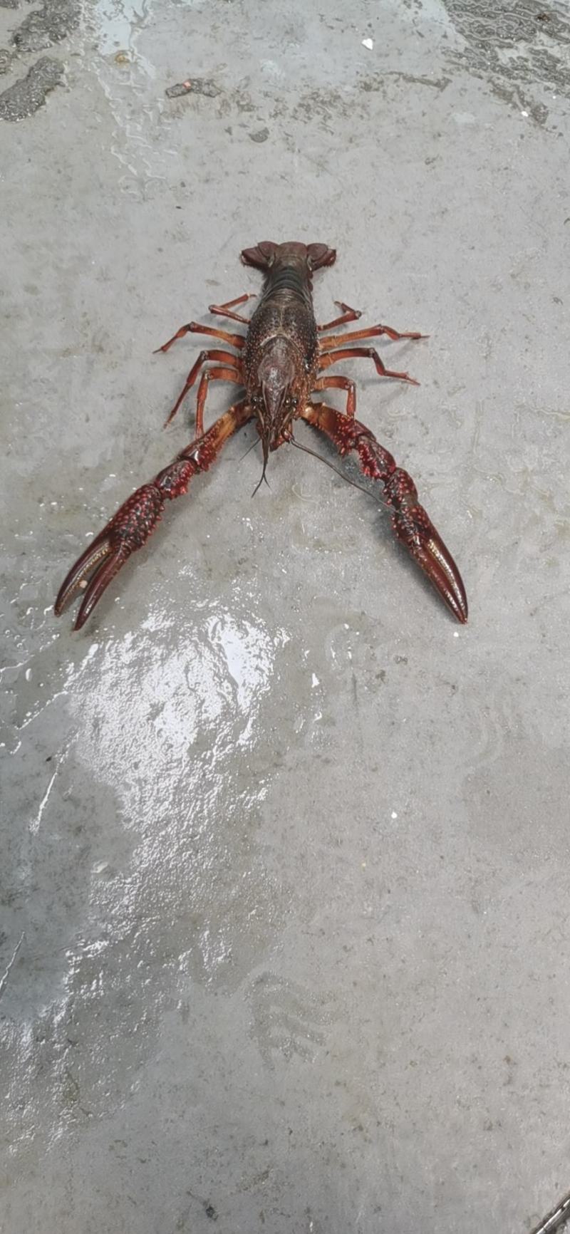 潜江清水小龙虾