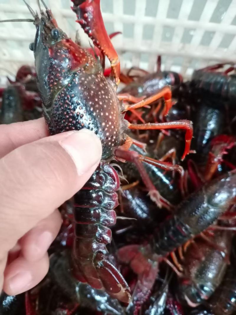 潜江清水小龙虾
