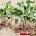 黄精苗老虎姜苗黄精苗