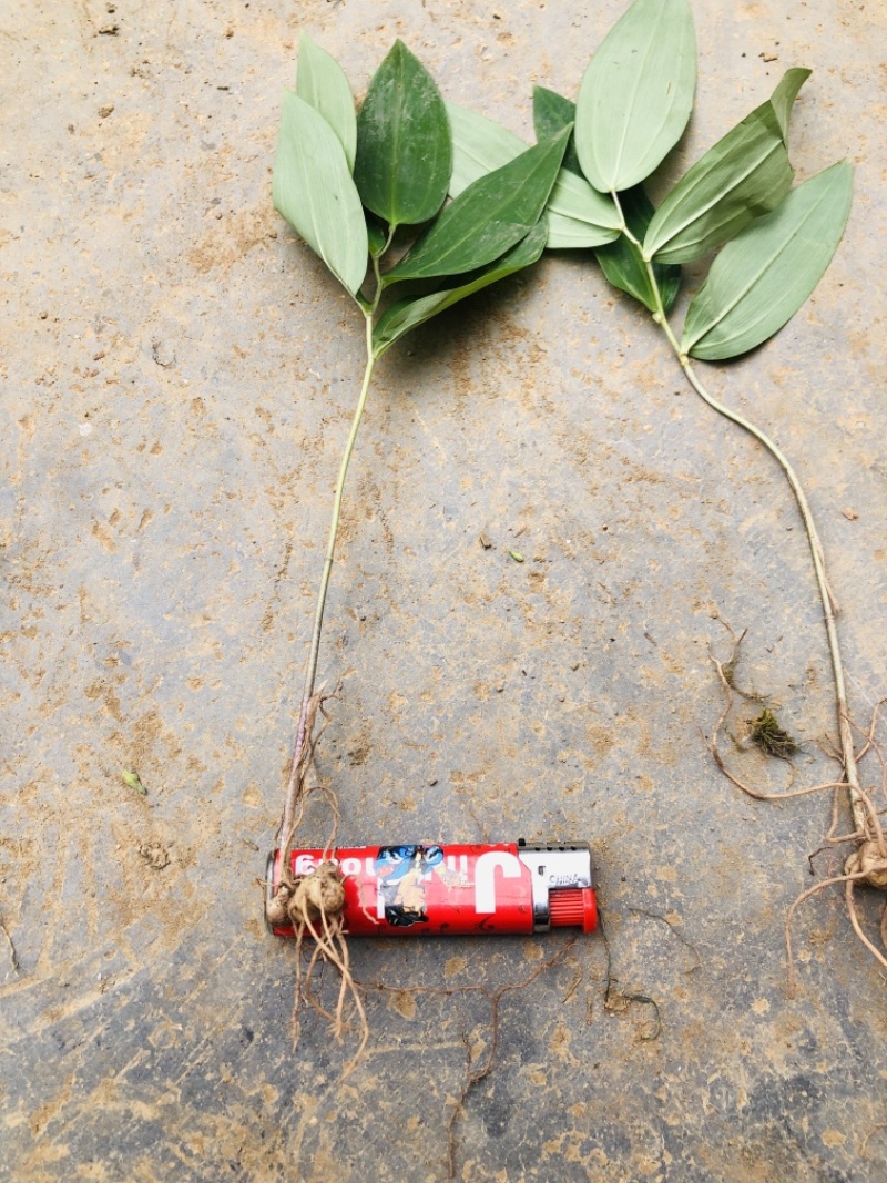 黄精苗老虎姜苗黄精苗