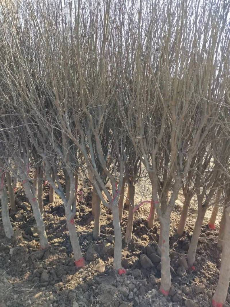 独杆石榴树石榴树丛生石榴6公分独杆最新报价165