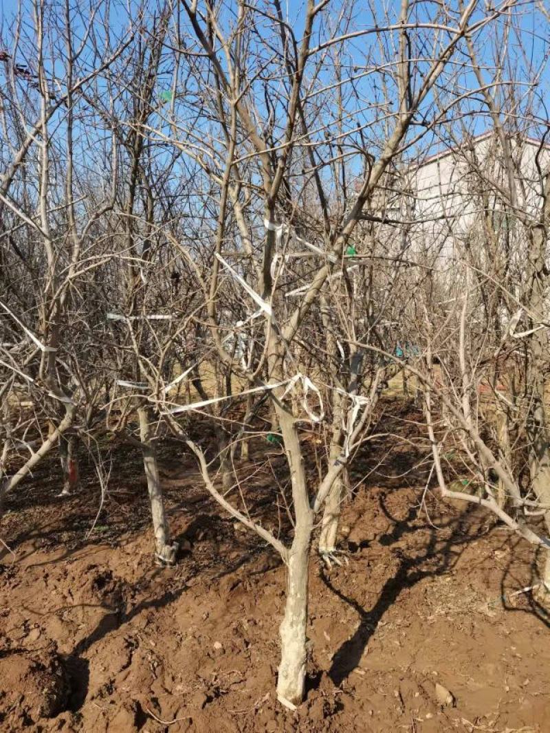 独杆石榴树石榴树丛生石榴6公分独杆最新报价165