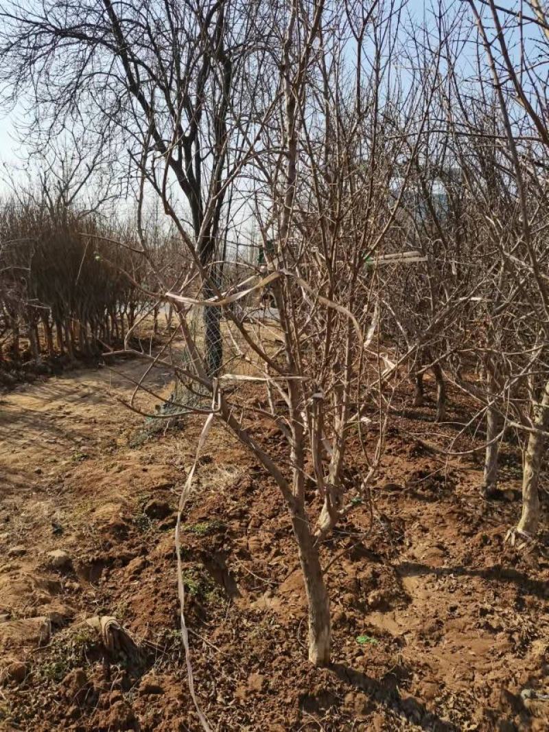 独杆石榴树石榴树丛生石榴6公分独杆最新报价165