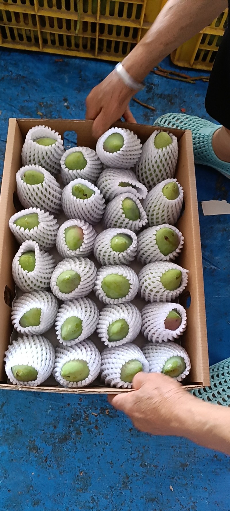 海南贵妃芒芒果红金龙热带应季新鲜水果现摘礼盒非小台金煌芒