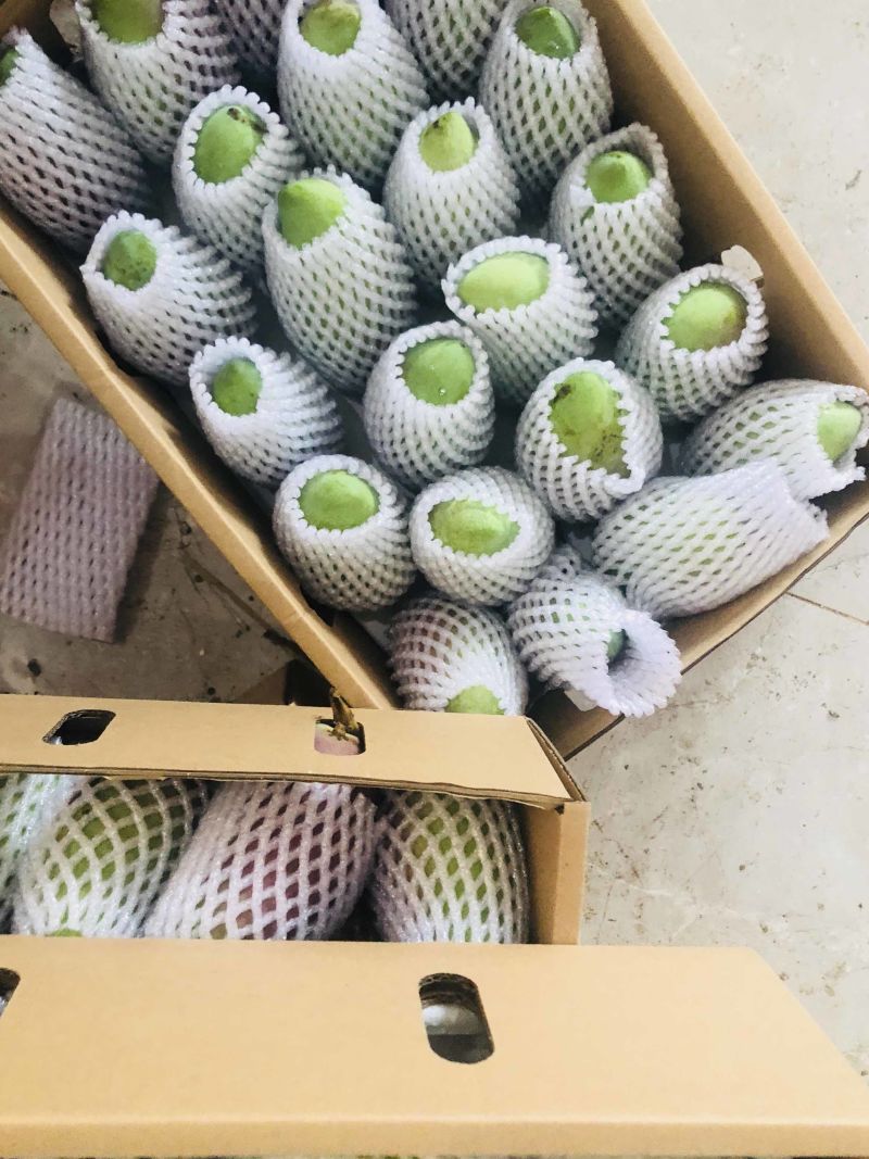 海南贵妃芒芒果红金龙热带应季新鲜水果现摘礼盒非小台金煌芒