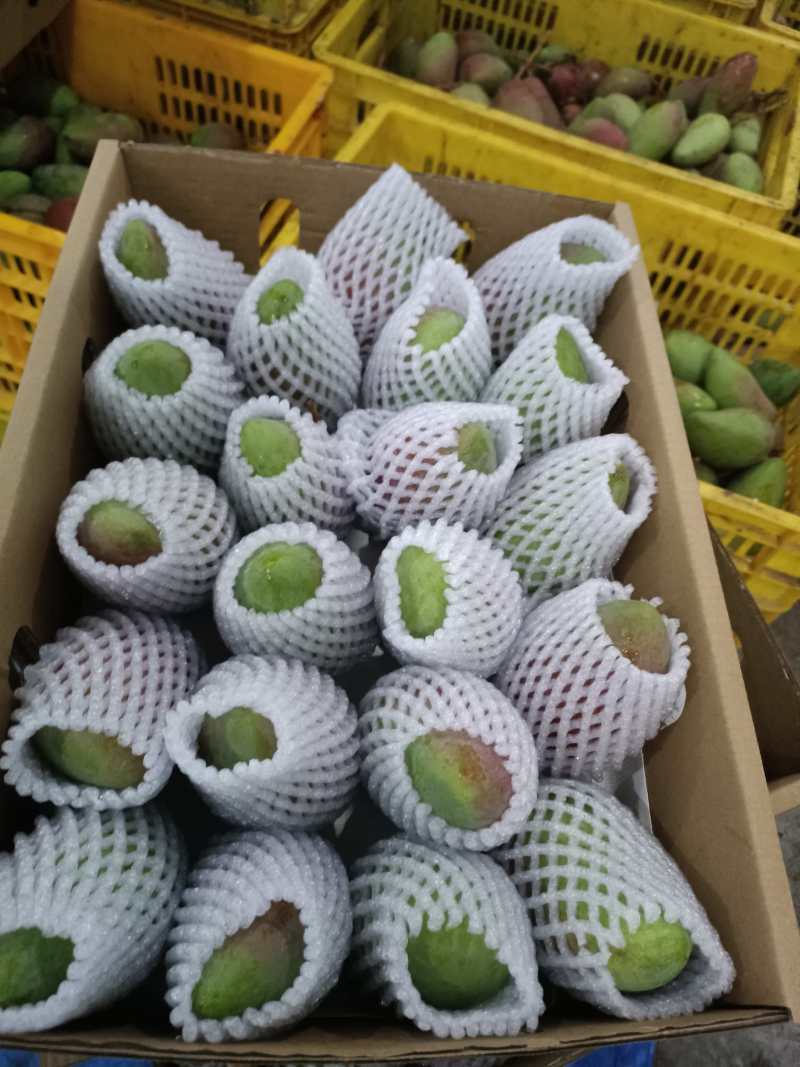 海南贵妃芒芒果红金龙热带应季新鲜水果现摘礼盒非小台金煌芒