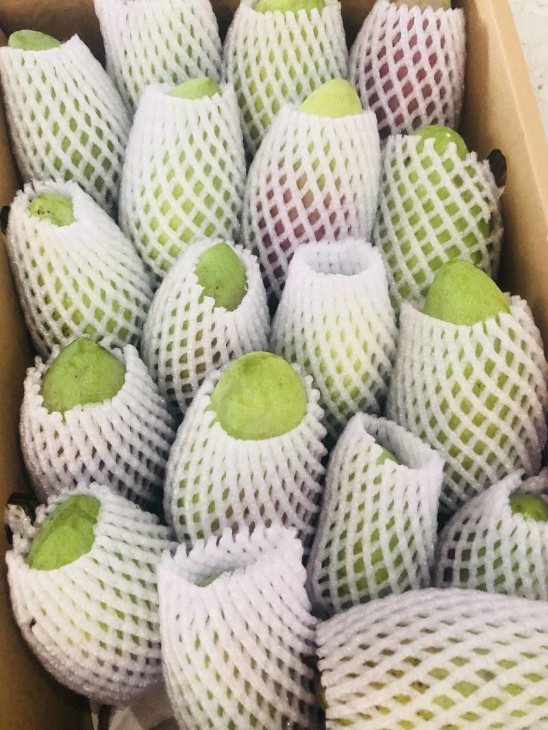海南贵妃芒芒果红金龙热带应季新鲜水果现摘礼盒非小台金煌芒