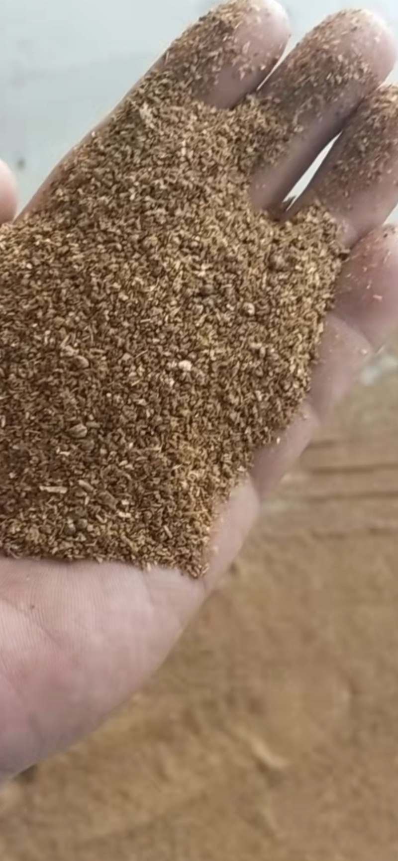 小麦谷元粉。玉米饲料DGGS