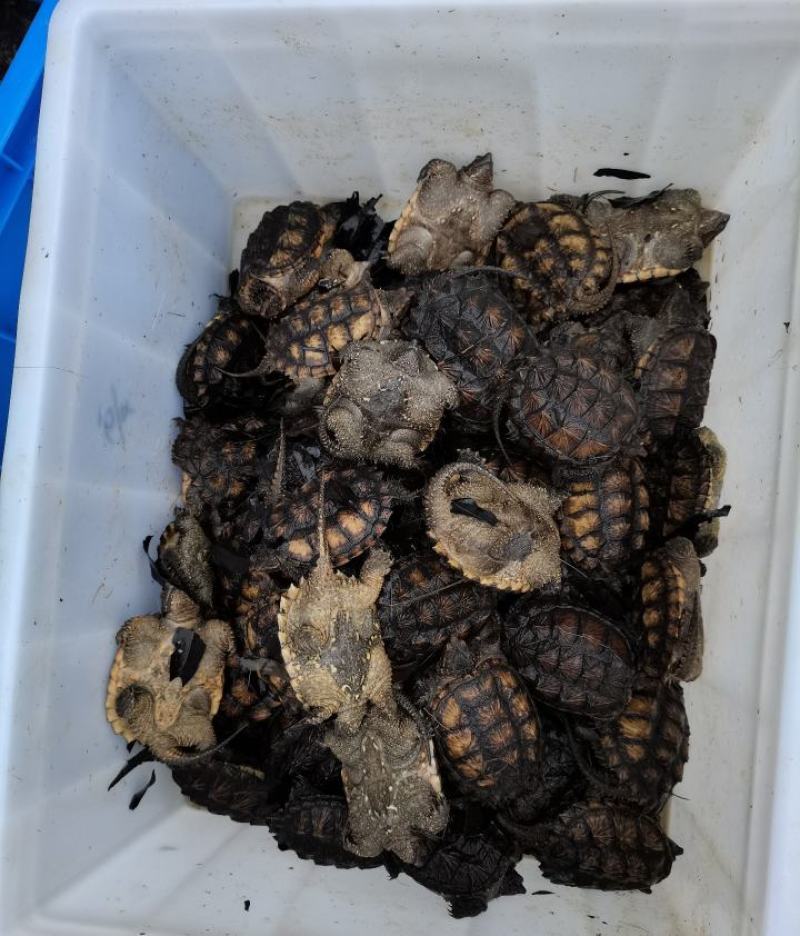 纯外塘冷水养殖场鳄龟鳄鱼龟杂佛鳄龟碌