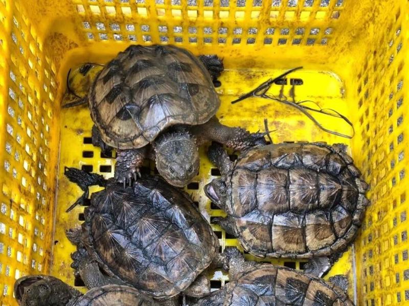 纯外塘冷水养殖场鳄龟鳄鱼龟杂佛鳄龟碌