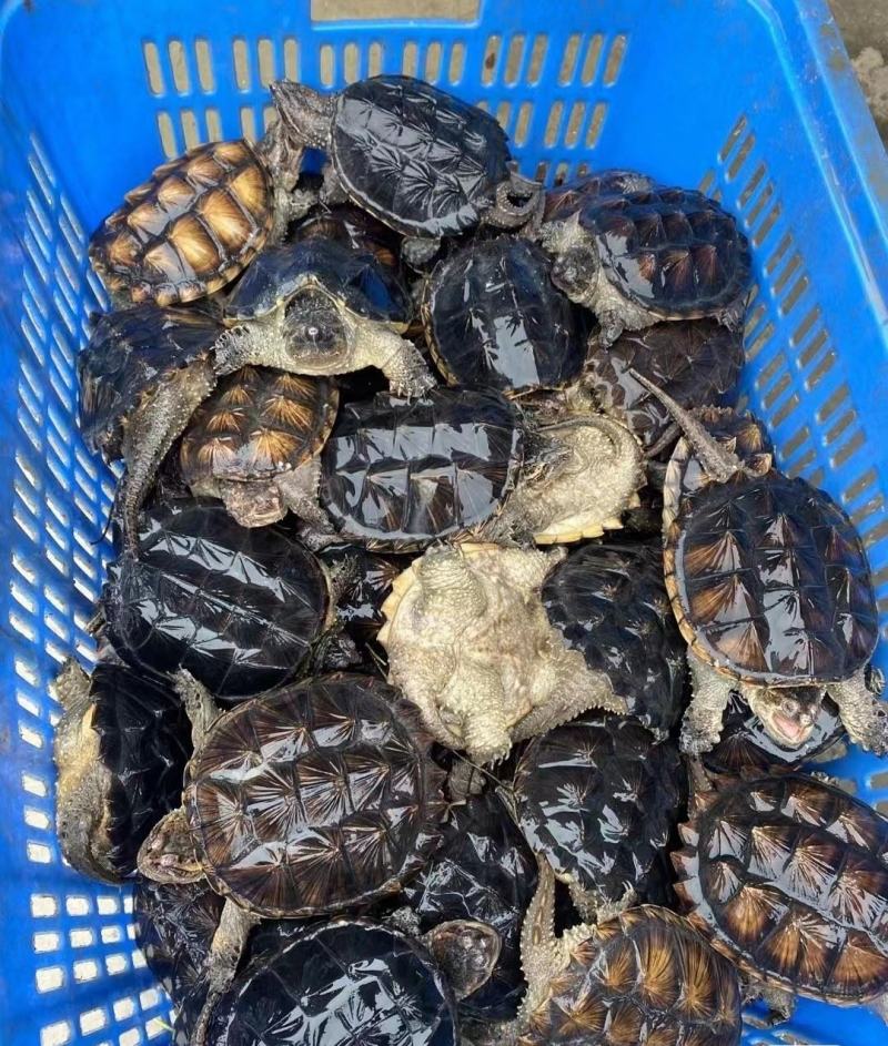 纯外塘冷水养殖场鳄龟鳄鱼龟杂佛鳄龟碌
