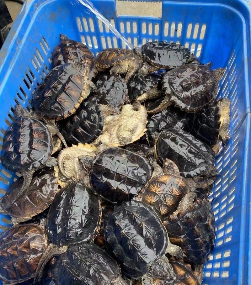 纯外塘冷水养殖场鳄龟鳄鱼龟杂佛鳄龟碌