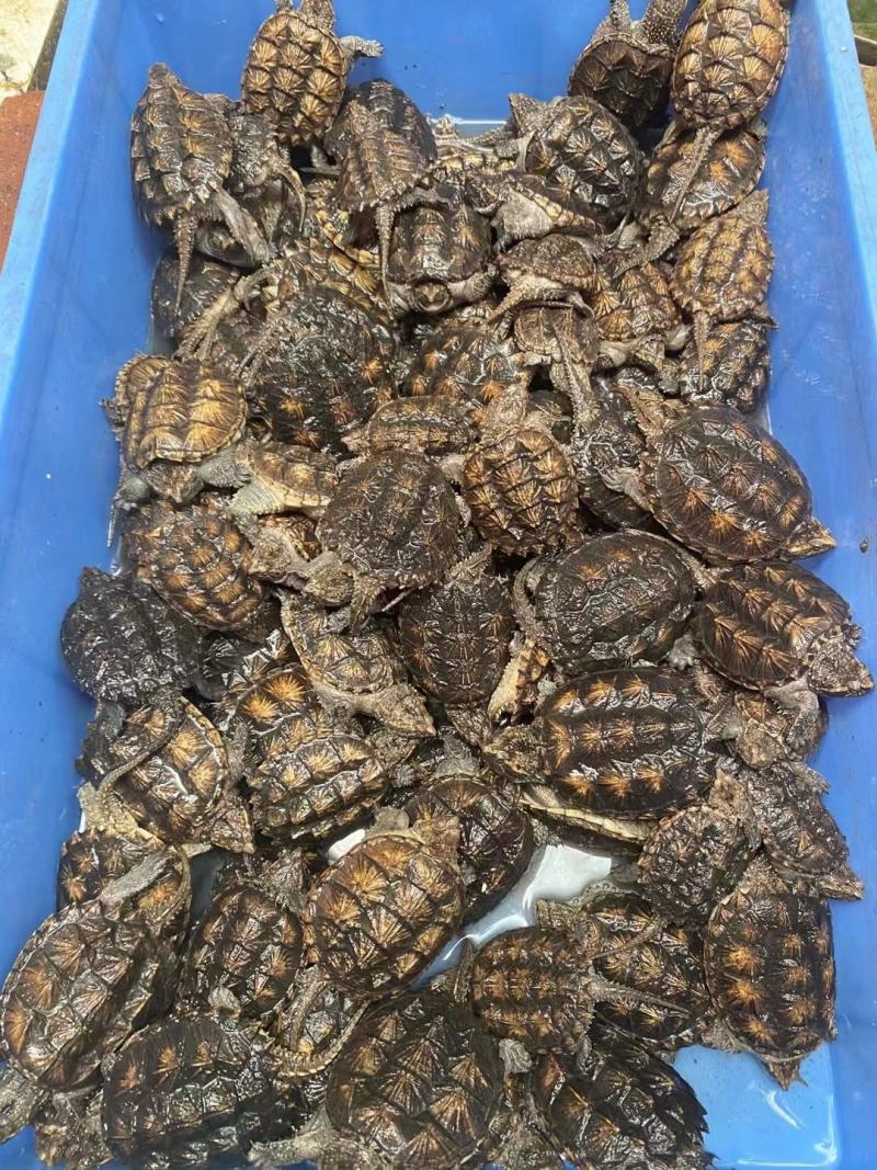 纯外塘冷水养殖场鳄龟鳄鱼龟杂佛鳄龟碌