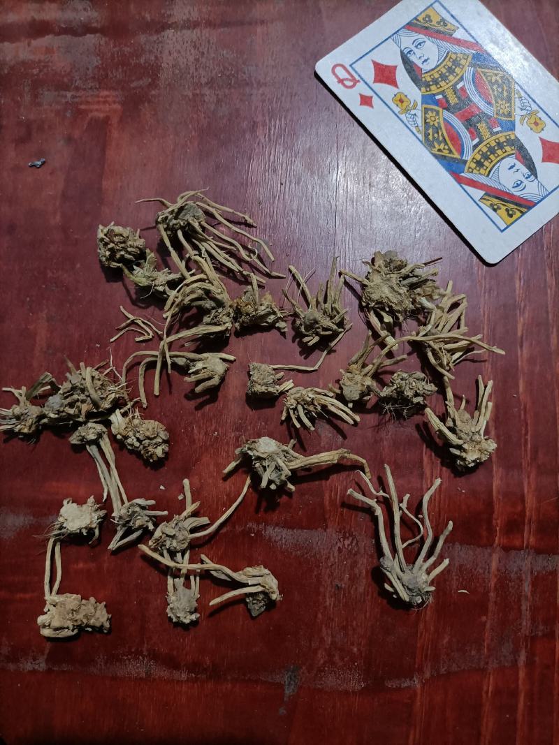 麦冬根须