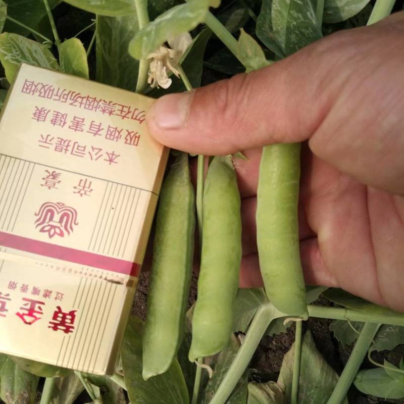 中碗6号和9甜碗豆已大量上市质量好无烂角，饱满度好