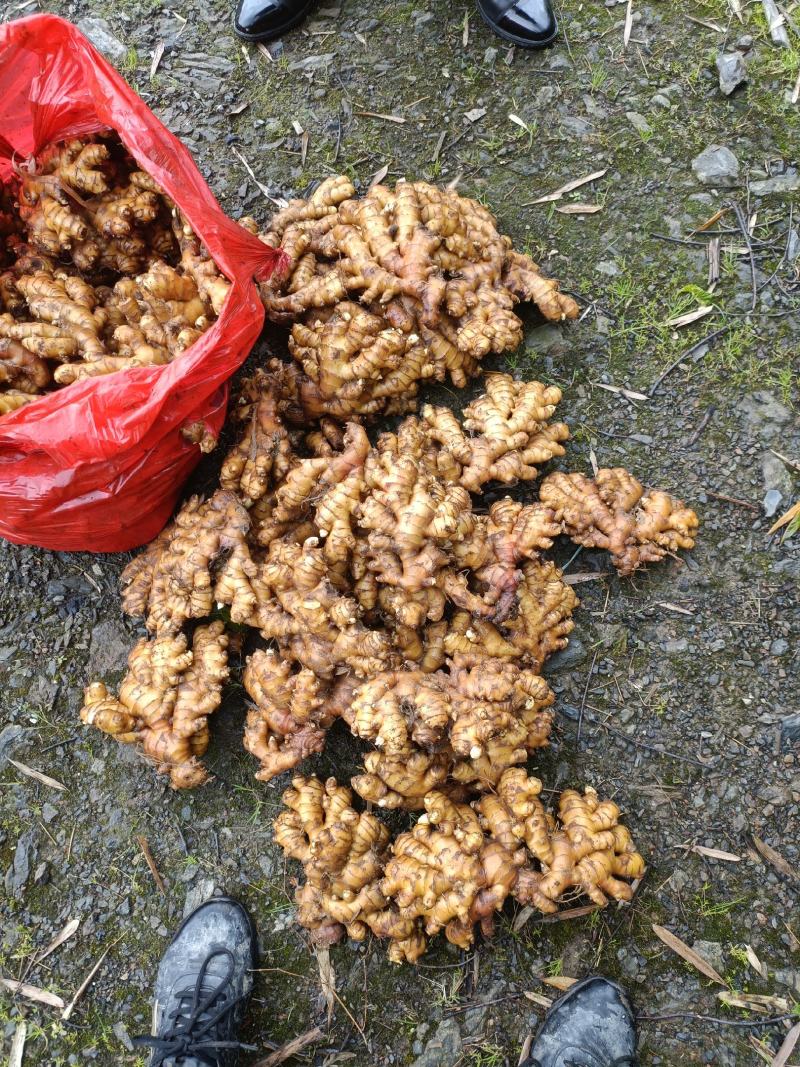 【湖南小黄姜】湖南汝城小黄姜高山种植，老姜月子姜。