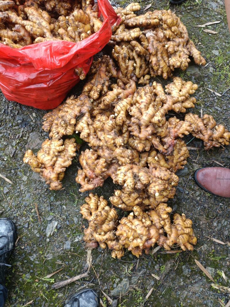 【湖南小黄姜】湖南汝城小黄姜高山种植，老姜月子姜。