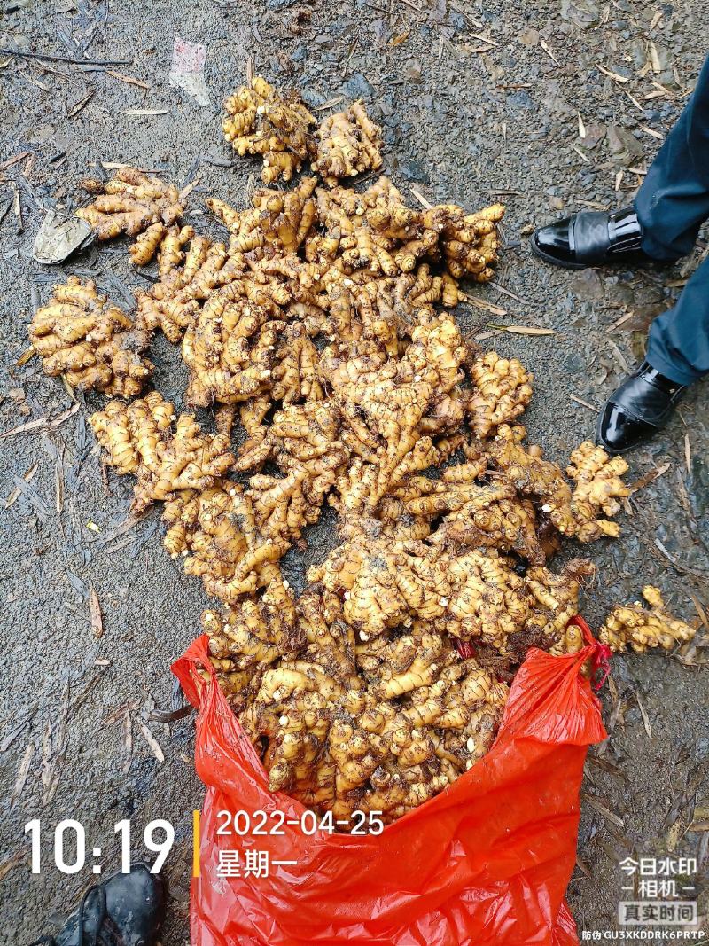 【湖南小黄姜】湖南汝城小黄姜高山种植，老姜月子姜。
