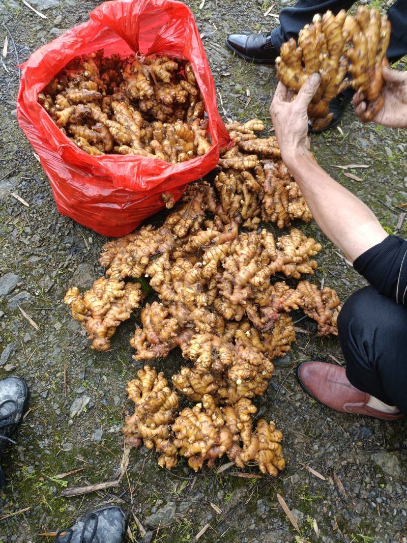 【湖南小黄姜】湖南汝城小黄姜高山种植，老姜月子姜。