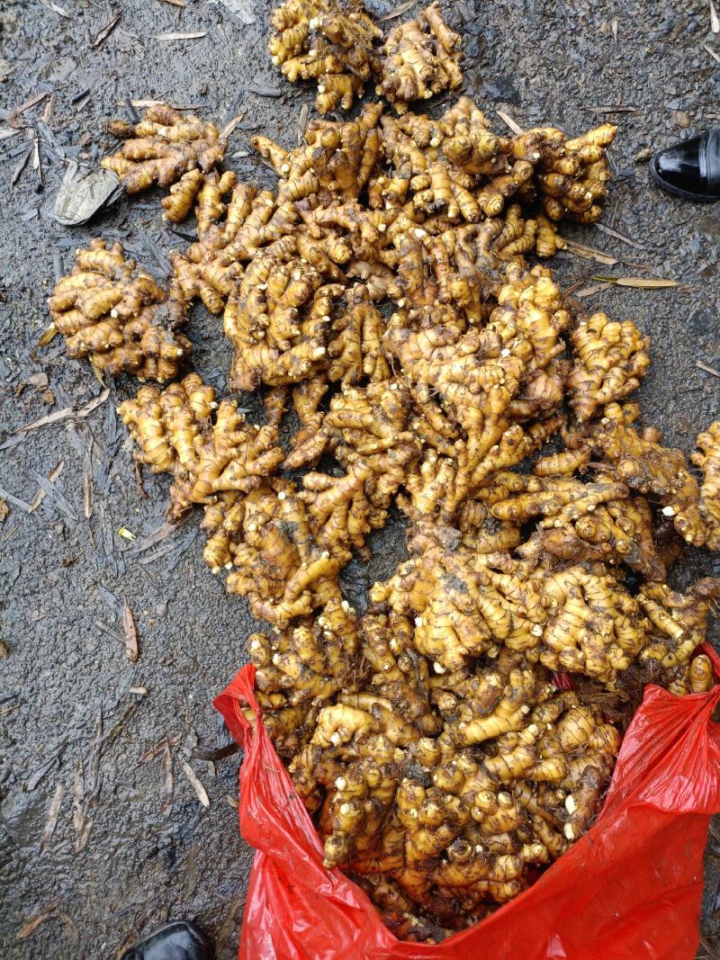 【湖南小黄姜】湖南汝城小黄姜高山种植，老姜月子姜。