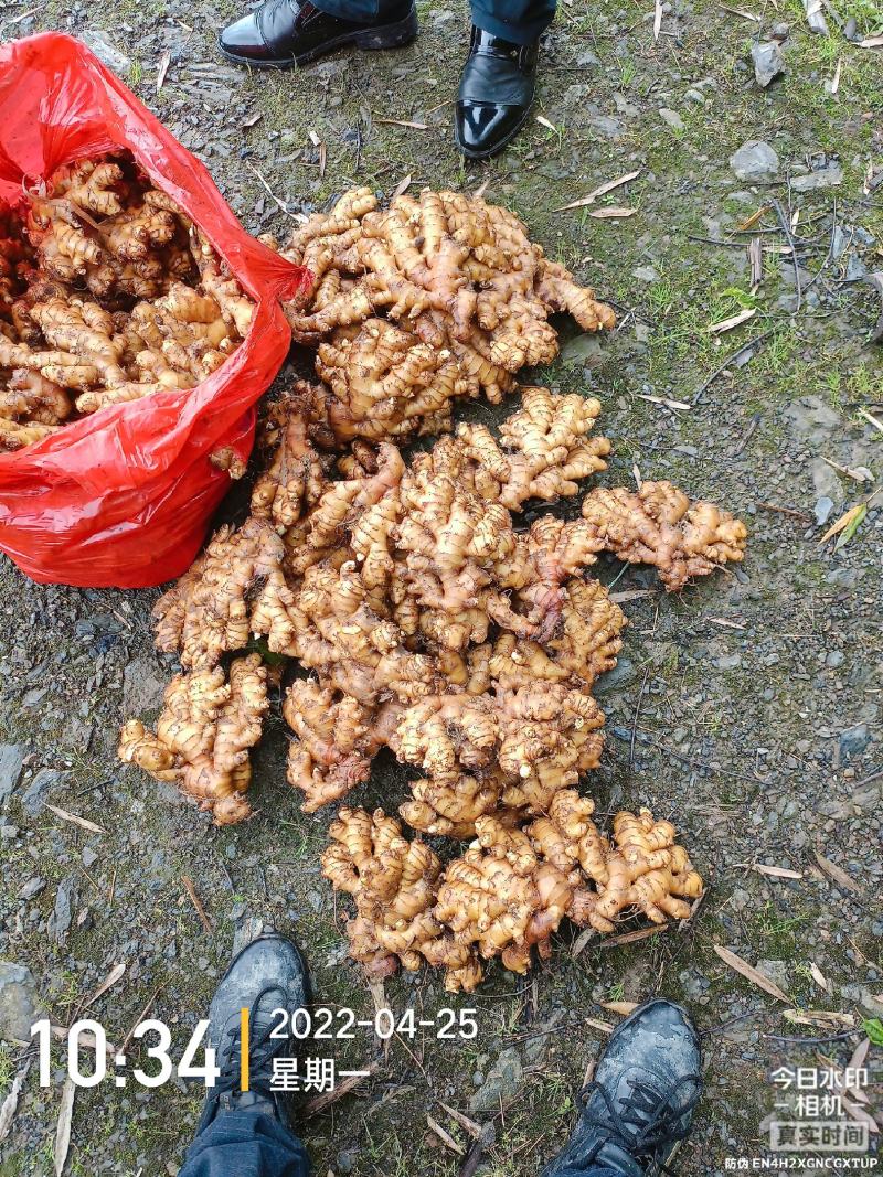 【湖南小黄姜】湖南汝城小黄姜高山种植，老姜月子姜。