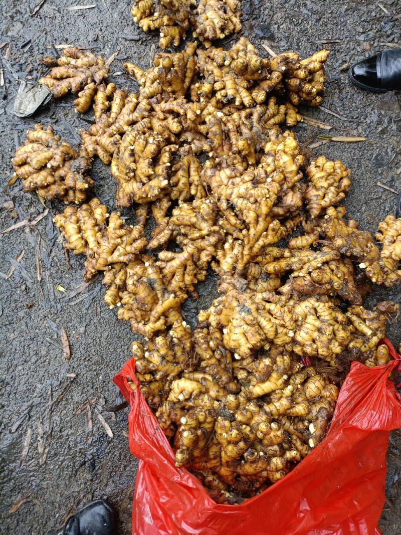 【湖南小黄姜】湖南汝城小黄姜高山种植，老姜月子姜。