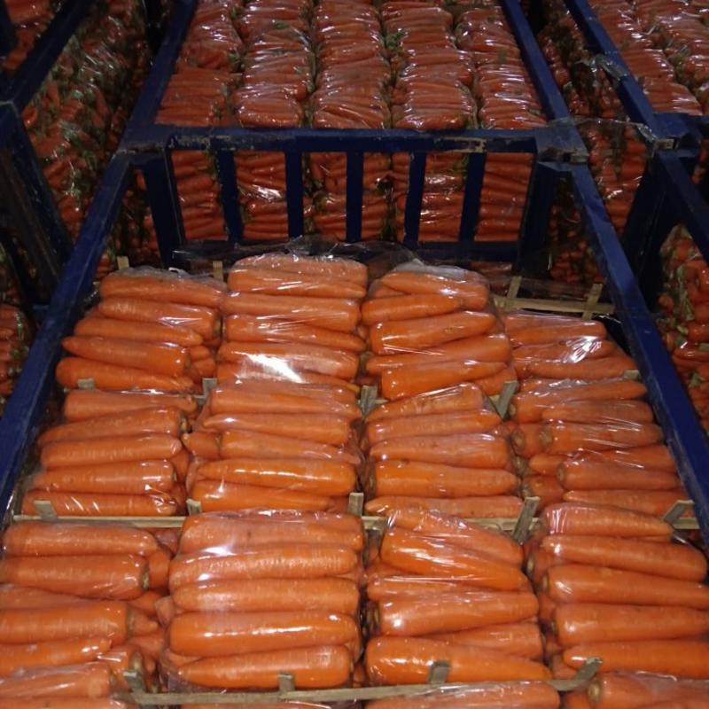 【精选】胡萝卜，一手货源，产地直供，可视频或者实地看货