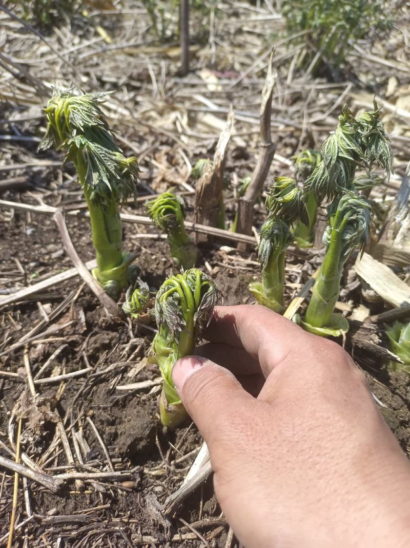升麻菜芽种子种苗