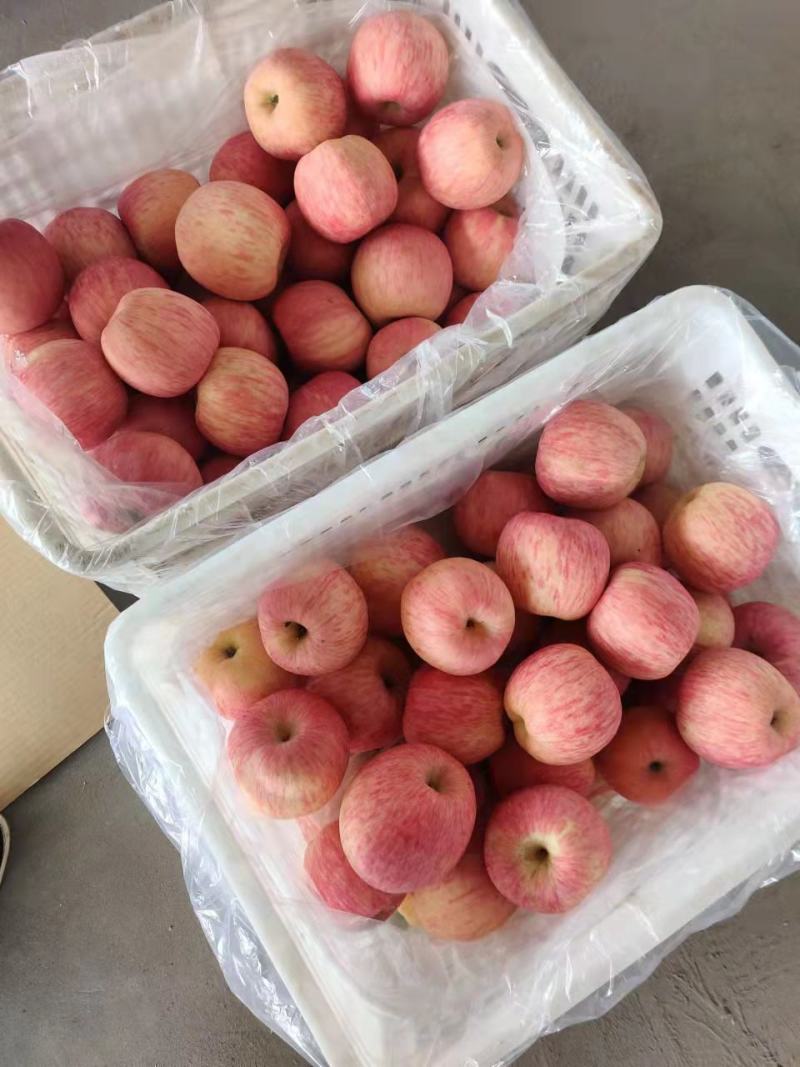 【推荐】红富士苹果纸袋苹果规格齐全品质保证欢迎咨询