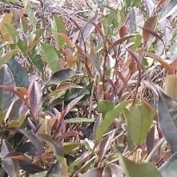 紫鹃普洱生态精品茶饼（十年荒山头春头采）