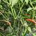 单生朝天椒杂交种子、大果、硬度好、耐贮运、8-11cm