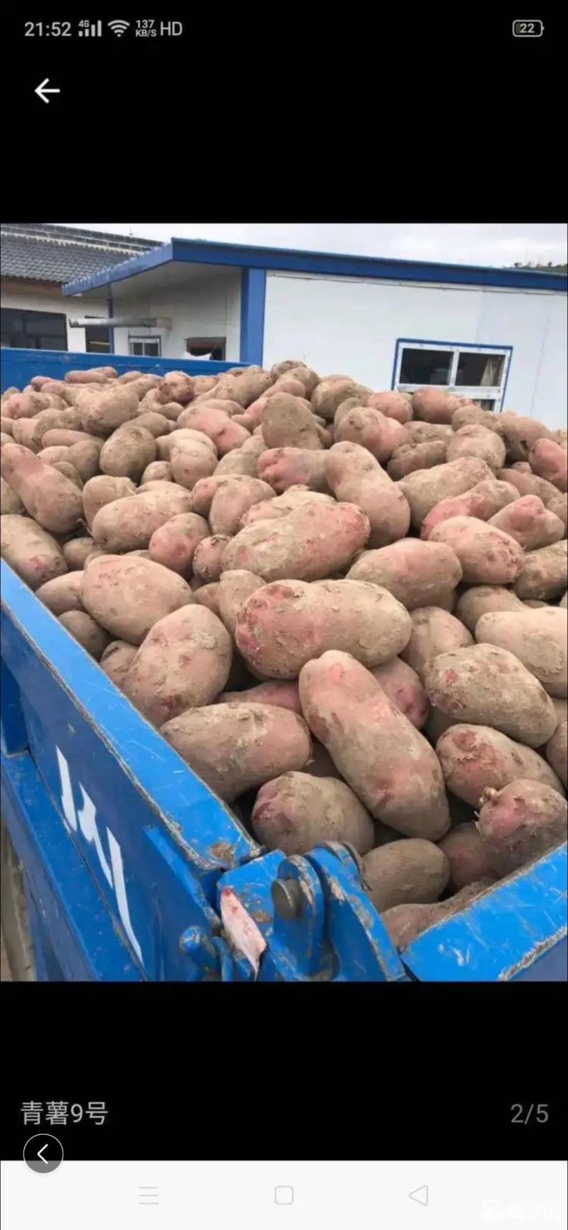 青薯9号产地直销量大从优品质优良欢迎咨询