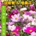 波斯菊种子格桑花花种籽花卉种孑盆栽种籽四季开花不断