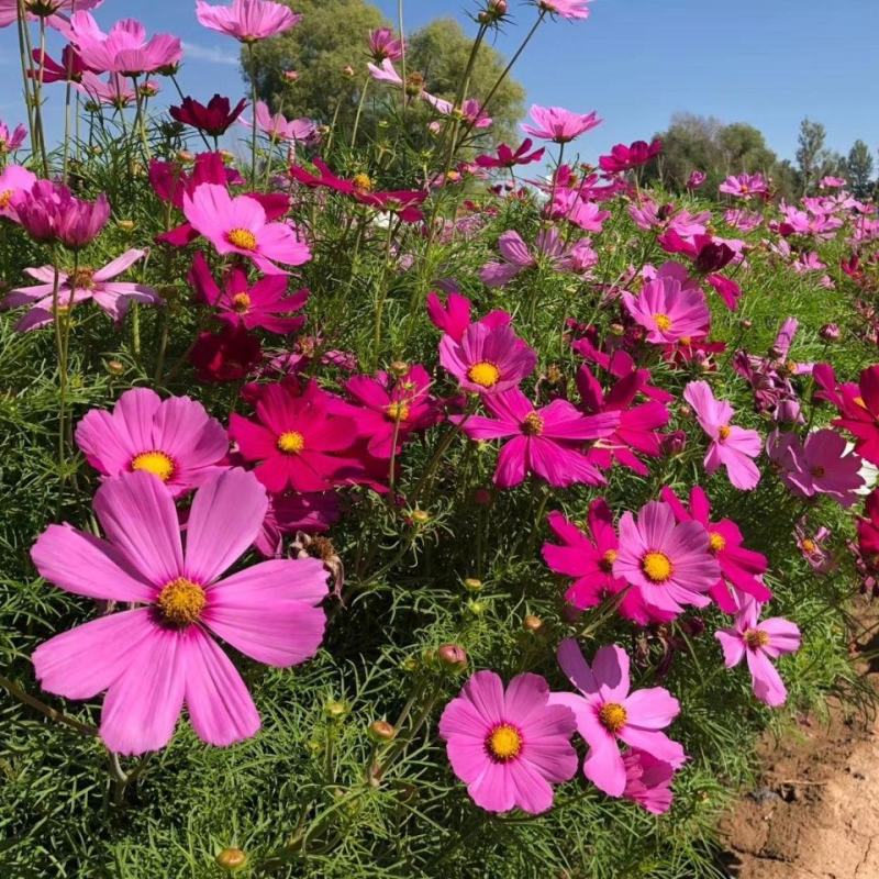 波斯菊种子格桑花花种籽花卉种孑盆栽种籽四季开花不断
