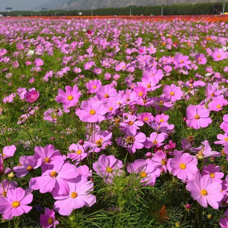 波斯菊种子格桑花花种籽花卉种孑盆栽种籽四季开花不断