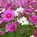 波斯菊种子格桑花花种籽花卉种孑盆栽种籽四季开花不断
