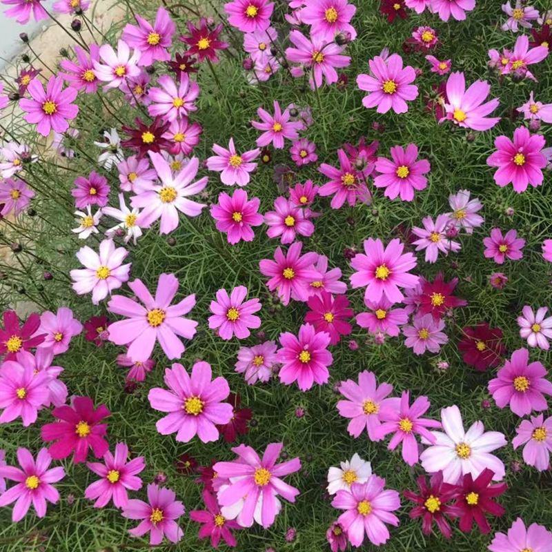 波斯菊种子格桑花花种籽花卉种孑盆栽种籽四季开花不断