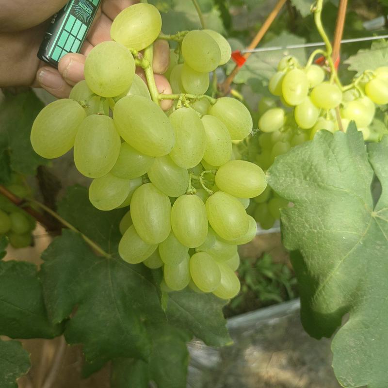 精品维多利亚葡萄品种纯正口感好产地直发一手货源