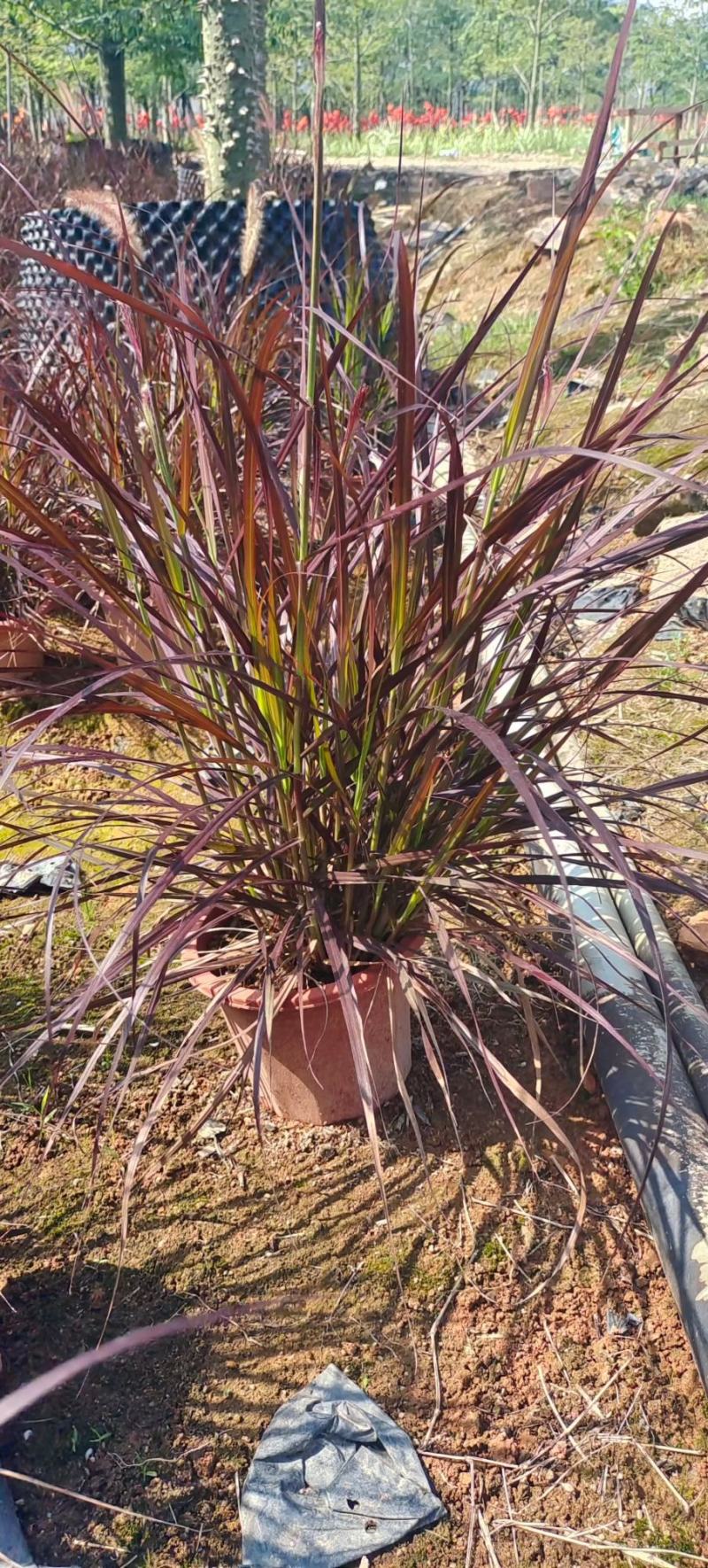 紫叶狼尾草福建漳州狼尾草各种规格供应