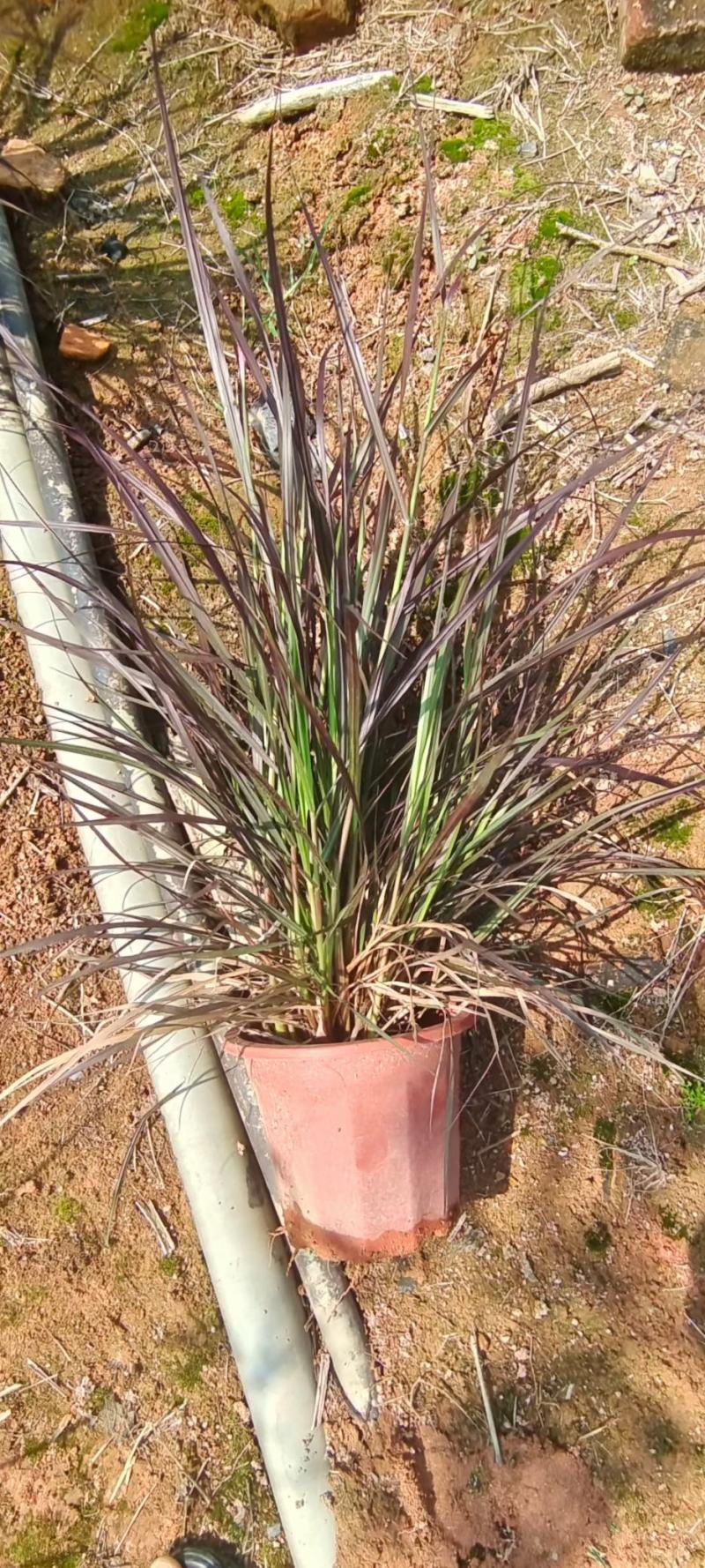 紫叶狼尾草福建漳州狼尾草各种规格供应