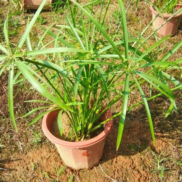 旱伞草风车草福建漳州小红盆风车草