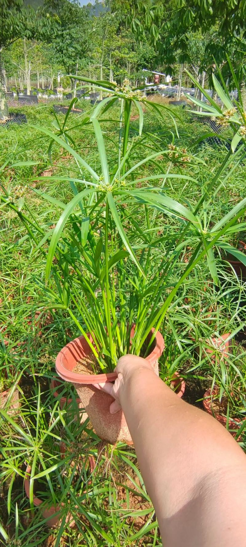 旱伞草风车草福建漳州小红盆风车草