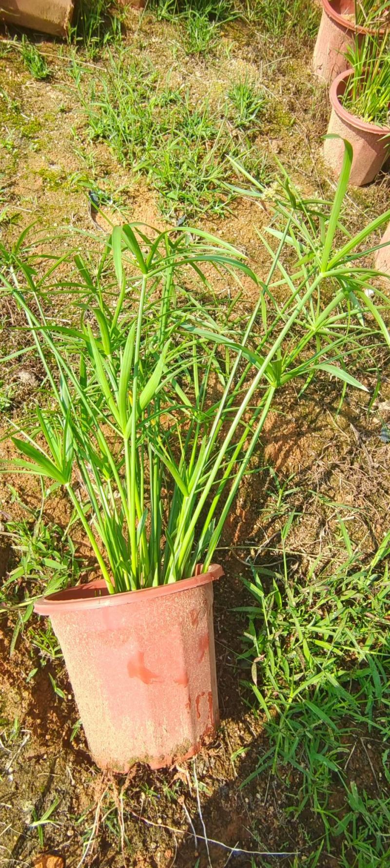 旱伞草风车草福建漳州小红盆风车草