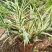 花叶芦竹斑叶芦竹红盆苗