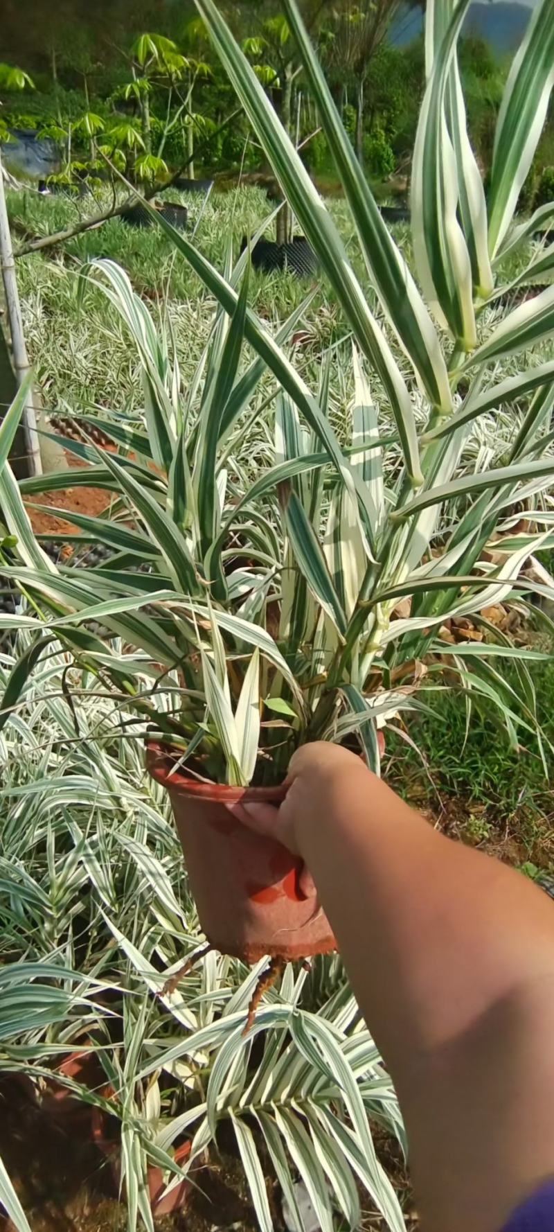 花叶芦竹斑叶芦竹红盆苗