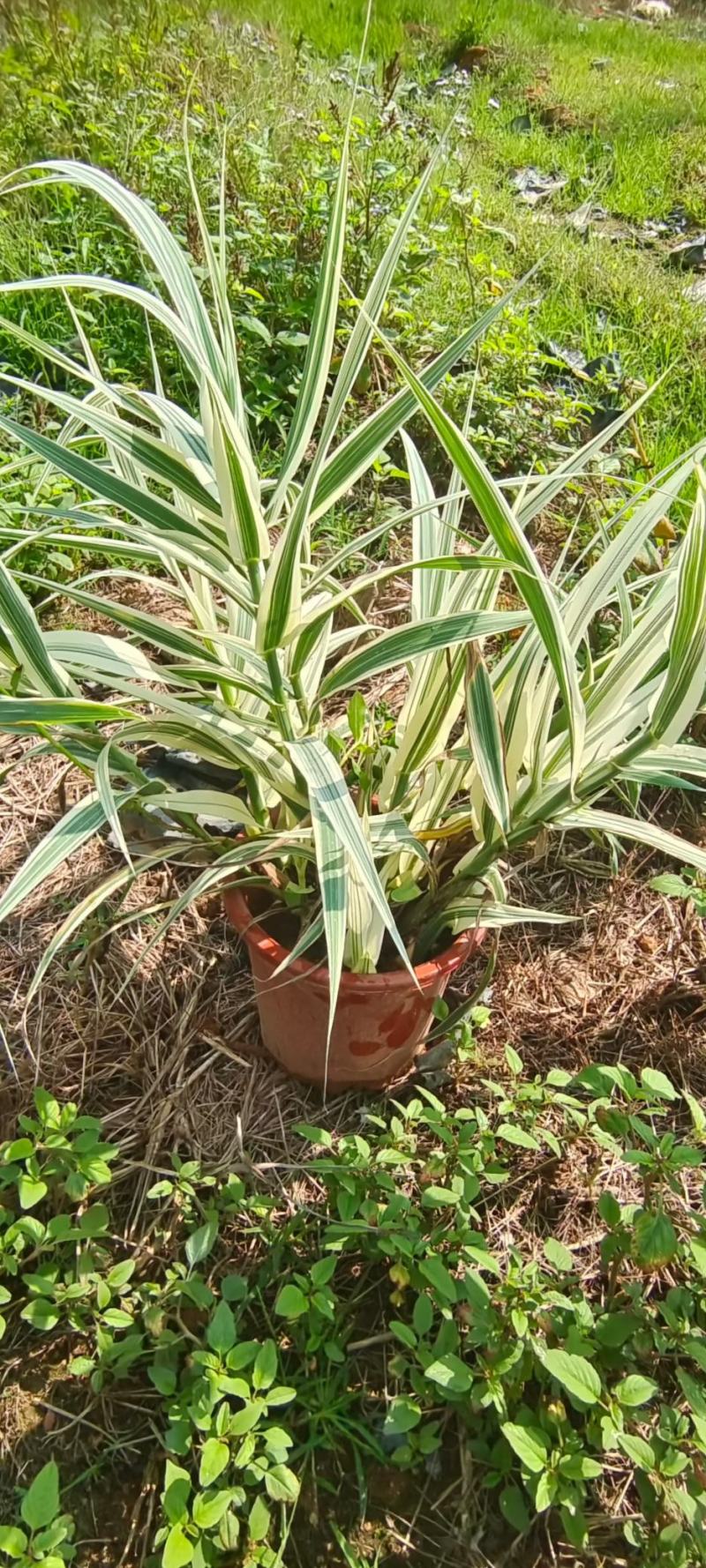 花叶芦竹斑叶芦竹红盆苗