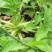 野生仙鹤草苗，抗癌草，天然生长，无化肥农药残留，绿色健康