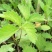 野生仙鹤草苗，抗癌草，天然生长，无化肥农药残留，绿色健康
